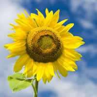 sun flower