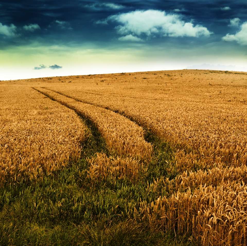 field